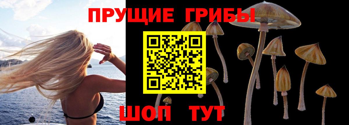 Псилоцибиновые грибы Psilocybe Серпухов